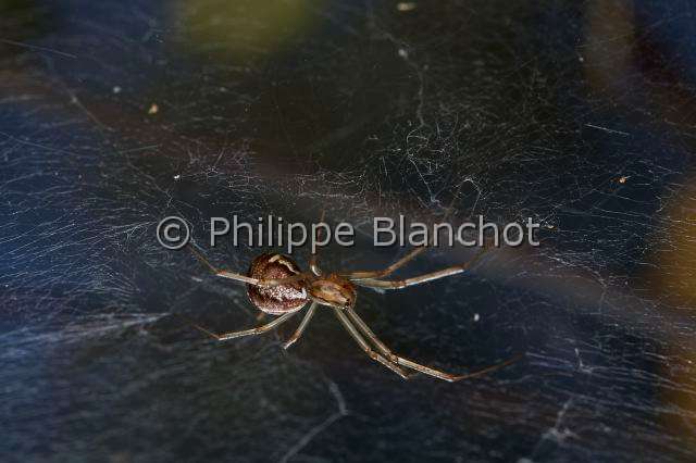 Linyphiidae_0186 1.JPG - France, Araneae, Linyphiidae, Araignée à baldaquin ou Linyphie (Linyphia triangularis), femelle, 6 mm, sous sa toile en hamac, Common hammock-weaver or European hammock spider